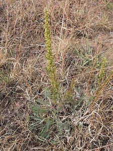 Artemisia campestris ssp. pacifica